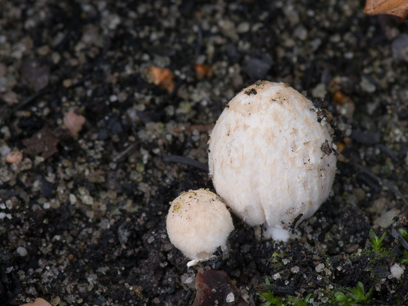 Coprinopsis gonophylla